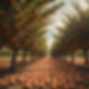 Georgia Peach Orchard in Full Harvest