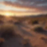 Nevada desert landscape at sunset