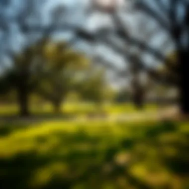 Sunny Day in Austin Park Scenic view of a park in Austin during sunny weather