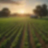 Green USDA Farm Field